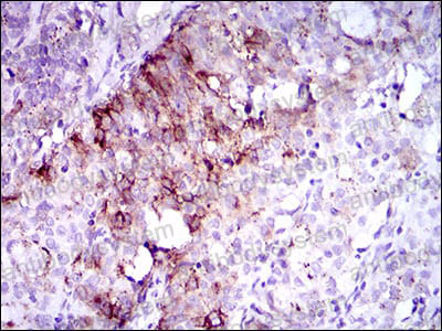 Anti-CD135/FLT3 Antibody (R3K07)