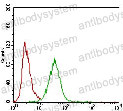 Anti-ZEB1 Antibody (R3K12)