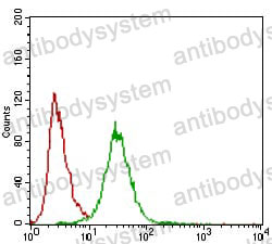 Anti-ZEB1 Antibody (R3K11)