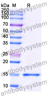 Anti-Human SNCA/Alpha-synuclein Nanobody (SAA1198)