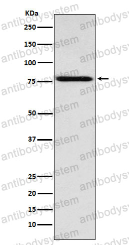 Anti-COIL Antibody (R1V50)