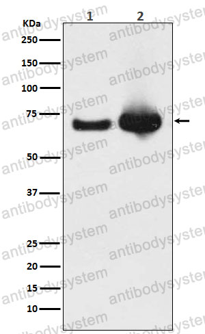 Anti-HSPA9/Mortalin/GRP75 Antibody (R1V55)