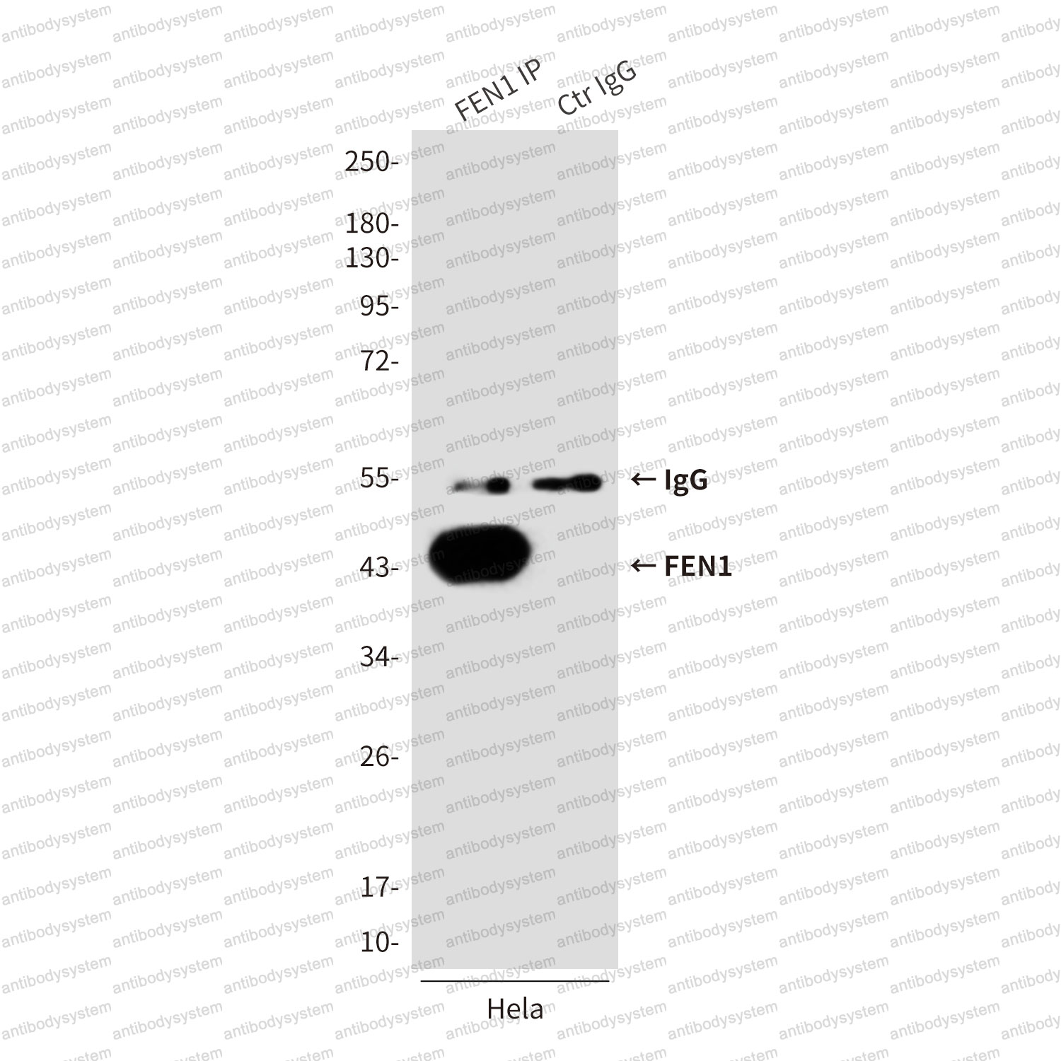 Anti-FEN1 Antibody (R3K20)