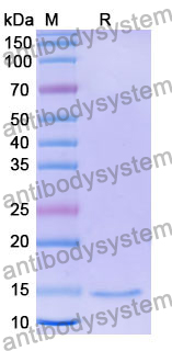 Anti-Human MMP12 Nanobody (SAA1293)