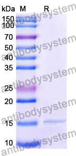 Anti-Human CD66c/CEACAM6 Nanobody (SAA1208)