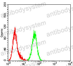 Anti-MLH1 Antibody (R3K39)
