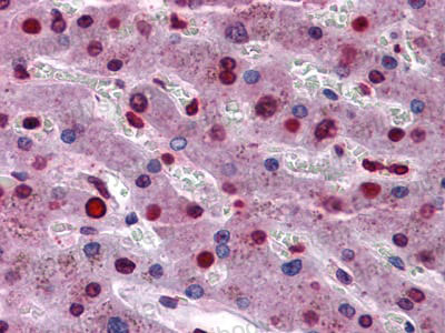 Anti-STAT3 Antibody (R3K40)