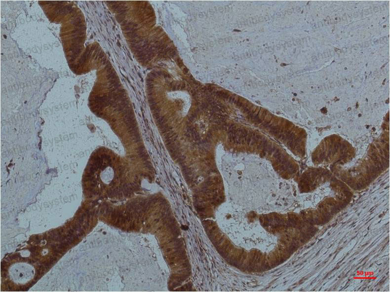 Anti-STAT3 Antibody (R3K43)