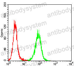 Anti-BCL6 Antibody (R3K51)