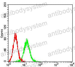 Anti-BCL6 Antibody (R3K50)