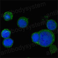 Anti-WNT5A Antibody (R3K54)