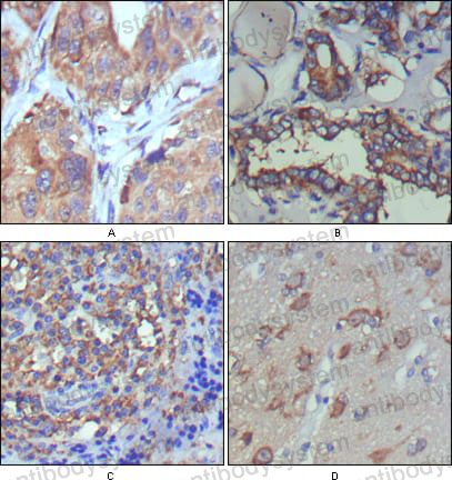 Anti-WNT5A Antibody (R3K55)