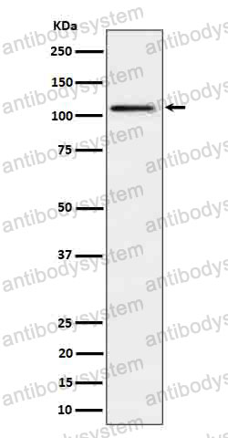 Anti-Ube1L/UBA7 Antibody (R1V89)