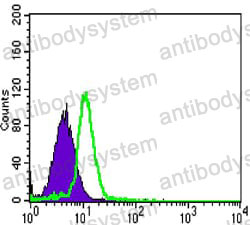 Anti-CSK Antibody (R3K61)