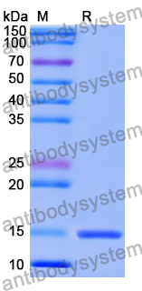 Anti-Human GRM5 Nanobody (SAA1086)