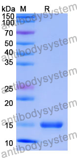 Anti-Human CD86/B7-2 Nanobody (SAA1279)