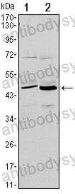Anti-CD86/B7-2 Antibody (R3K66)