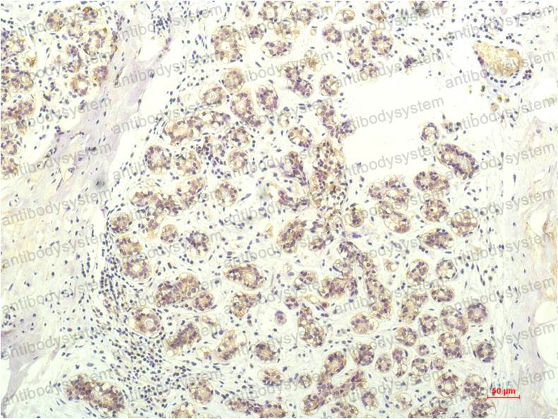 Anti-STAT1 Antibody (R3K67)