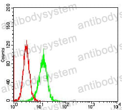 Anti-STAT5A Antibody (R3K71)
