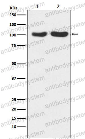 Anti-GRIA2/3 Antibody (R1W11)