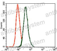 Anti-GRIA2/GluR-2 Antibody (R3K72)