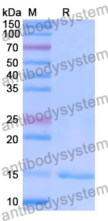 Anti-Human CASP3/Caspase-3 Nanobody (SAA1223)