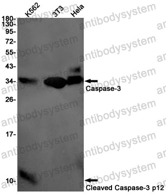 Anti-Cleaved-Caspase 3 p12 Antibody (R1W18)