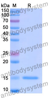 Anti-Human DPP6 Nanobody (SAA1245)