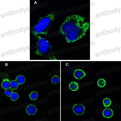 Anti-RPS27 Antibody (R3K83)