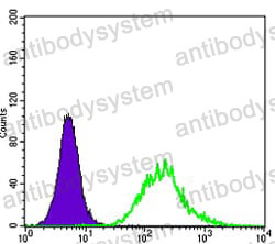 Anti-MATK Antibody (R3K84)