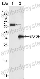 Anti-FRK Antibody (R3K89)
