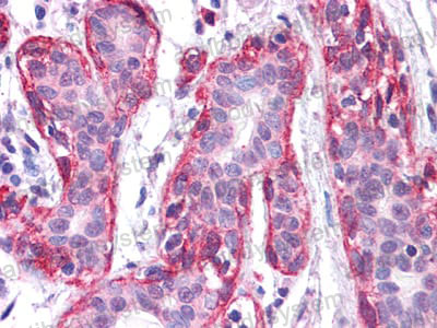 Anti-FRK Antibody (R3K88)