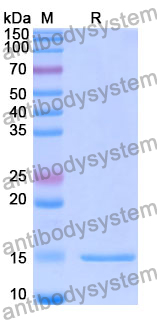 Anti-Human HTT Nanobody (SAA1178)