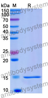 Anti-Human HTT Nanobody (SAA1032)