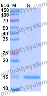 Anti-Human HTT Nanobody (SAA1033)