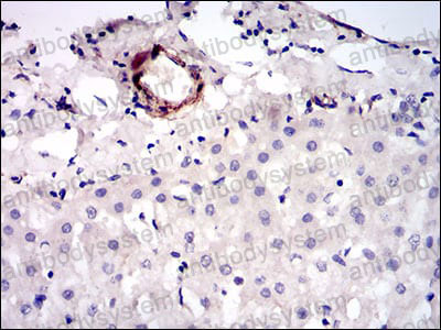 Anti-CD146/MCAM Antibody (R3L02)