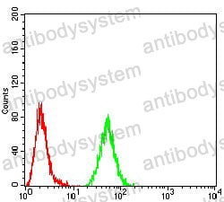 Anti-RAD52 Antibody (R3L11)