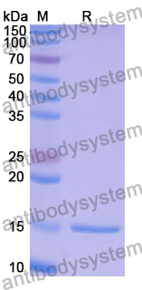 Anti-Human MAGEB1 Nanobody (SAA1250)