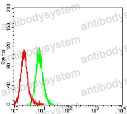 Anti-ZAP70 Antibody (R3L17)
