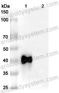 Anti-Human CD134/TNFRSF4/OX40 Antibody (SAA2011)