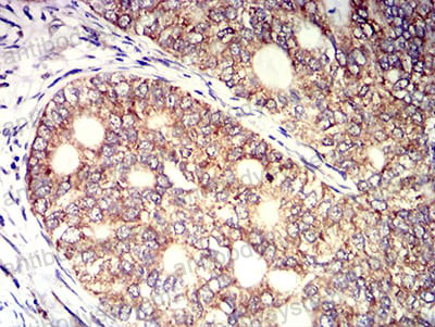 Anti-CD158e/KIR3DL1 Antibody (R3L26)