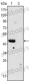 Anti-GATA4 Antibody (R3L28)