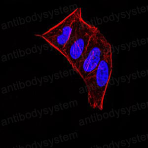 Anti-CBX5 Antibody (R3L34)
