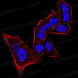 Anti-CBX5 Antibody (R3L36)