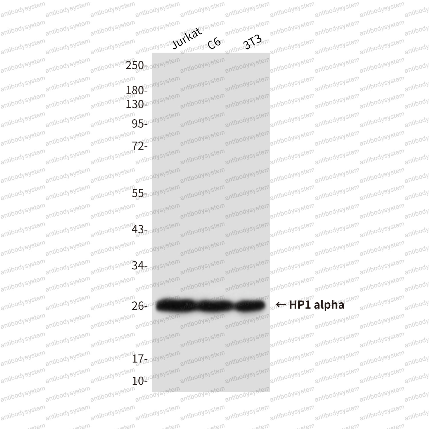 Anti-CBX5 Antibody (R3L38)