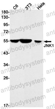 Anti-MAPK8 Antibody (R1W68)