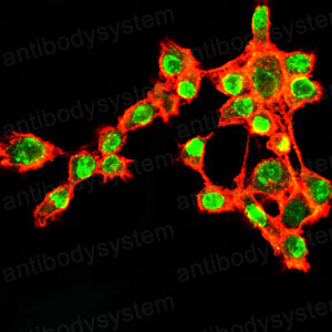 Anti-Ki67/MKI67 Antibody (R3L43)
