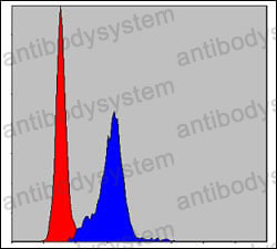 Anti-CRK Antibody (R3L53)