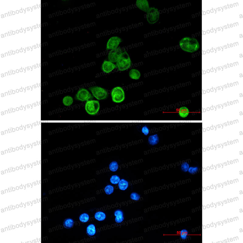 Anti-BAT3/BAG6 Antibody (R1W76)