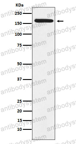 Anti-BAG6 Antibody (R1W75)